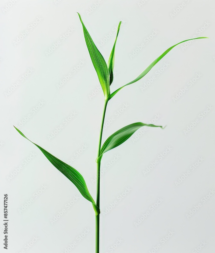 Green Bamboo Stalk Against Blurred Gray Background Green Bamboo Stalk Against Blurred Gray Background