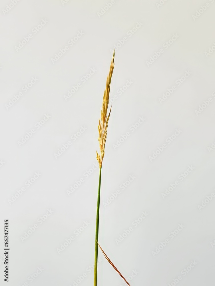 Isolated Cereal Grain, Rice or Wheat, Pure White Background for High-Resolution Prints Isolated Cereal Grain, Rice or Wheat, Pure White Background for High-Resolution Prints