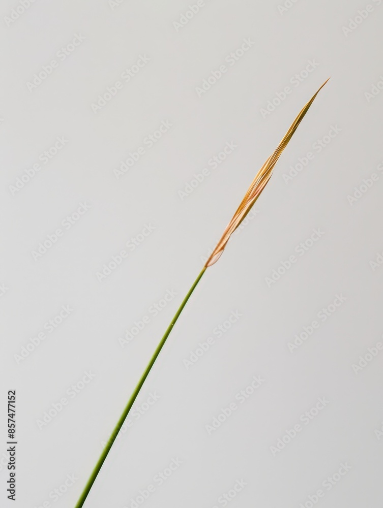 Close-Up Texture of a Grass Blade