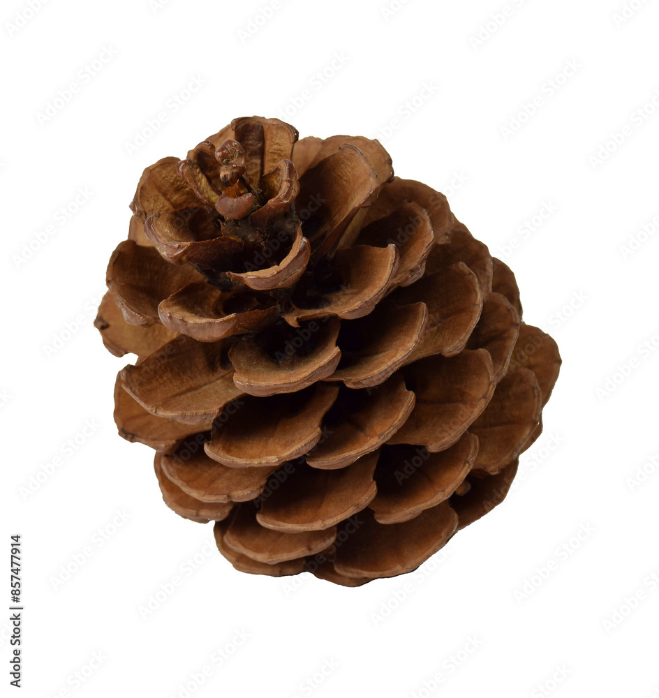 cedar cone of conifer plants.Isolated on transparent, png. for card, wrap, invitation.christmas decor cedar cone of conifer plants.Isolated on transparent, png. for card, wrap, invitation.christmas decor