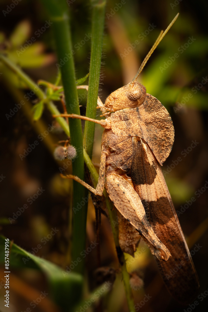 Clouded Grasshopper. Close-up photo. Nature background. Clouded Grasshopper. Close-up photo. Nature background.