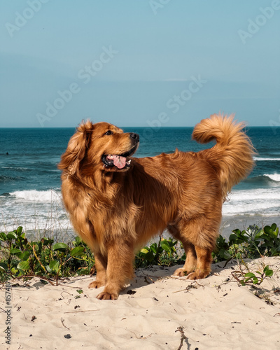 Cachorro passeando e brincando na praia photo