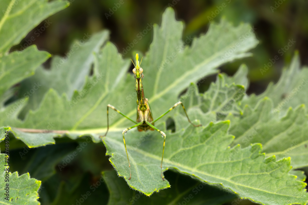 Praying mantis. Close-up photo. Nature background. Praying mantis. Close-up photo. Nature background.