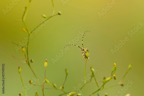 Agapanthia asphodeli. Asphodel Long Horned Beetle. Close-up photo. Nature background.  photo