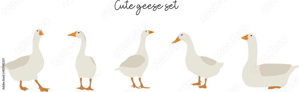Flat goose set illustration. Vector cliparts of domestic birds. Farming
