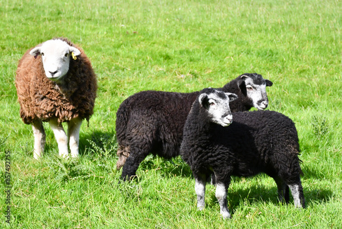 Baa baa black sheep, black lambs with white faces standing in field looking at something out of shot.