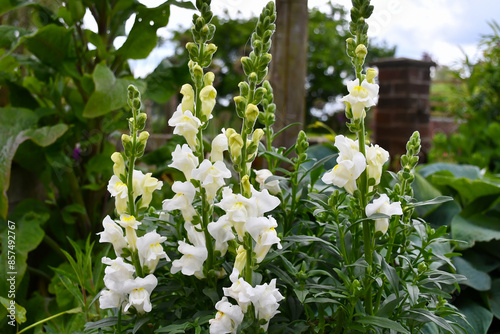 White snap dragons, antirrhinum flower,  flowering beautifully on a summers day. #857492767