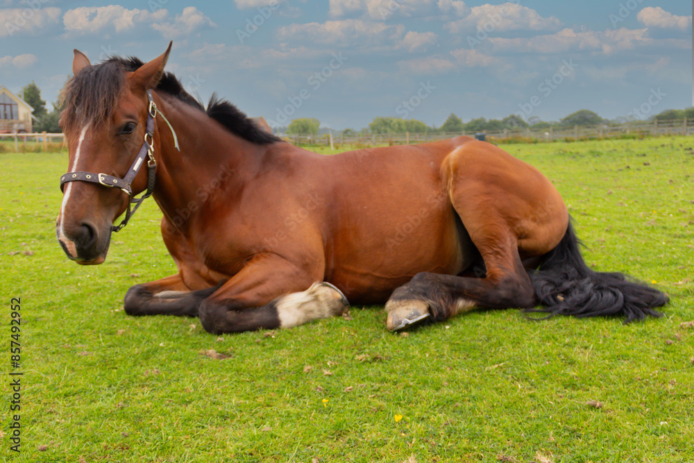 Obraz premium Beautiful bay mare lies relaxing in grassy field, enjoying resting in the sunshine on a summers day in rural Shropshire.