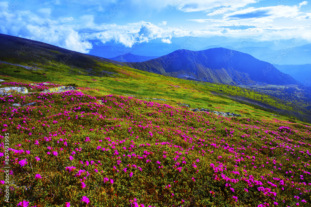 panoramic scene, blooming pink rhododendrons flowers, amazing panoramic nature scenery panoramic scene, blooming pink rhododendrons flowers, amazing panoramic nature scenery