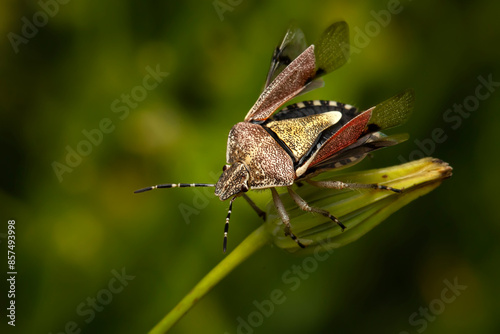 Dolycoris baccarum. Sloe bug. Hairy shieldbug. Close-up photo. Nature background.  photo