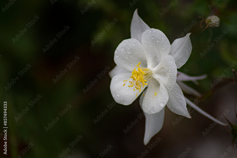 Obraz premium Columbine 