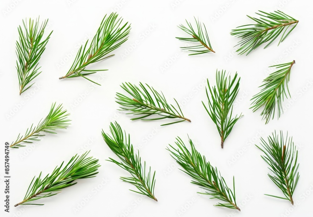 Fresh Pine Needles Collection Fresh Pine Needles Collection
