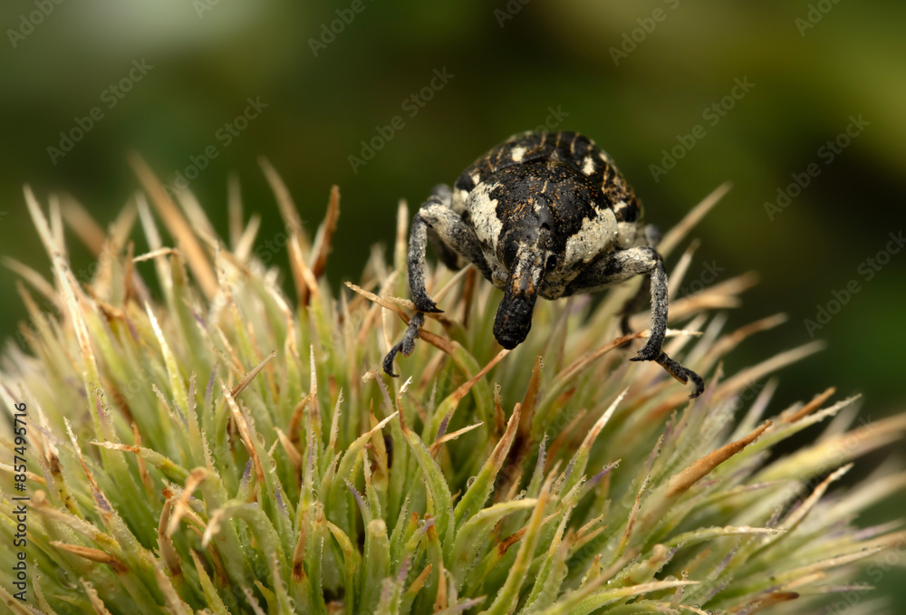 Cryptorhynchus Curculionidae. Close-up photo. Nature background. Cryptorhynchus Curculionidae. Close-up photo. Nature background.
