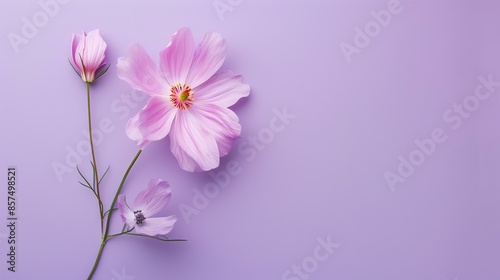 A beautiful  cosmos flower in full bloom against a purple background. © Factory