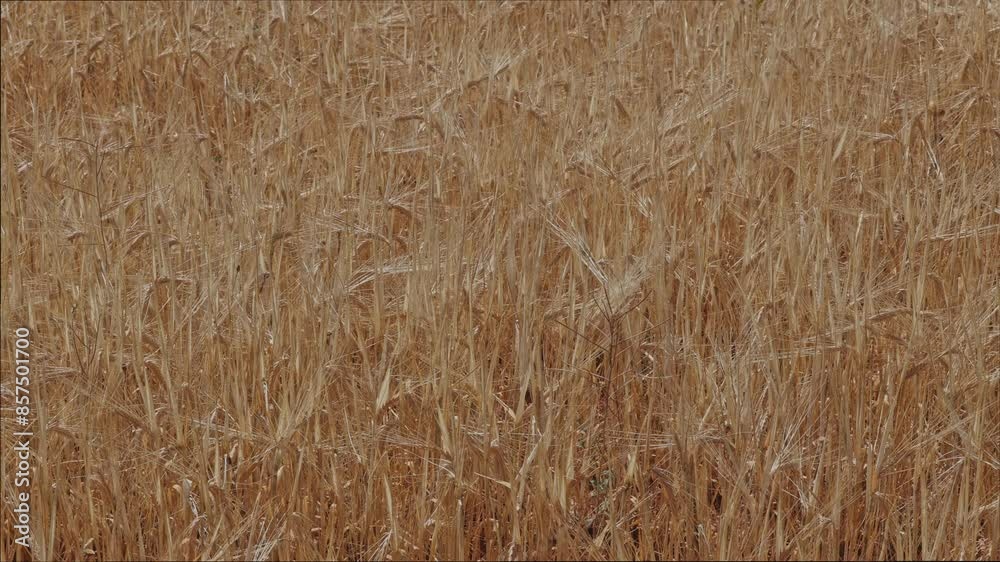 Wheat and barley crop in a field in summer in Spain Wheat and barley crop in a field in summer in Spain