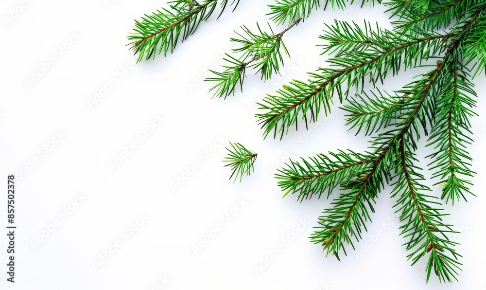 Obraz premium Evergreen Christmas Branch, Festive Winter Decor, Pine Tree Garland