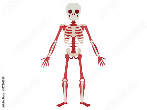 Cartoon human skeleton isolated on a white background. Concept of Halloween, anatomy illustration, bone structure, spooky illustration, creepy character. Print, icon, design element
