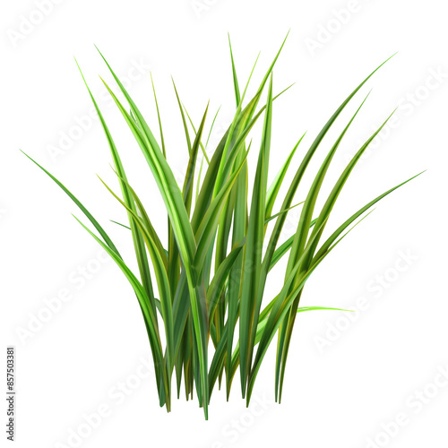 Long green grass blades on a transparent background.