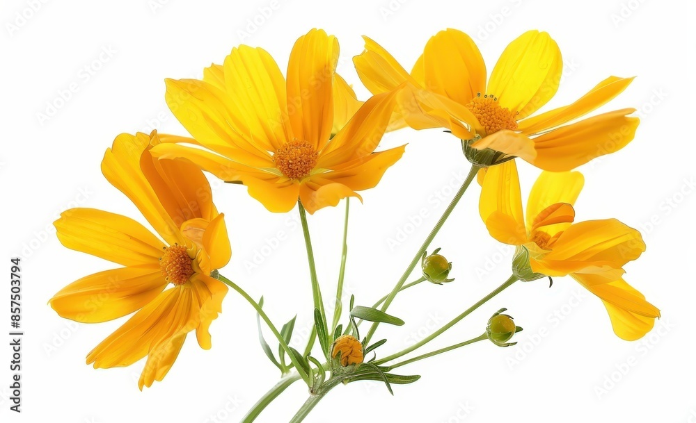 Vibrant Yellow Daisies in Full Bloom Vibrant Yellow Daisies in Full Bloom