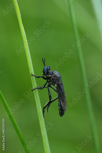 Vertical closeup on the black-legged robber fly, Dioctria atricapilla hanging in the grass photo