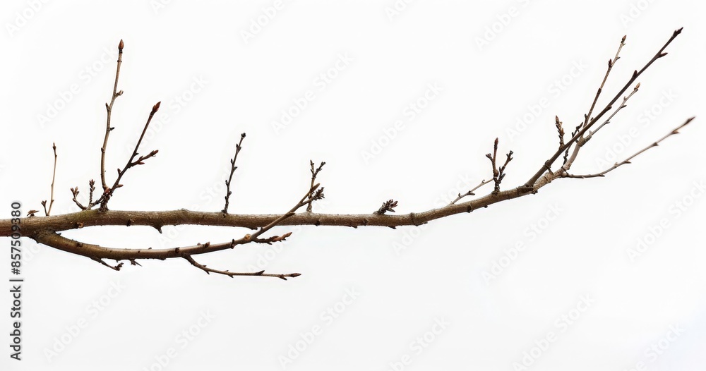 Bare Tree Branches in Full View, No Leaves Bare Tree Branches in Full View, No Leaves
