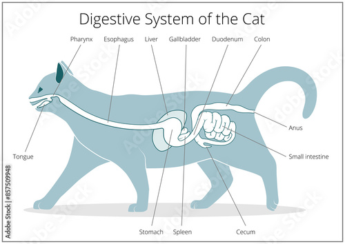 Digestive system of the cat  medical veterinary PNG illustration photo