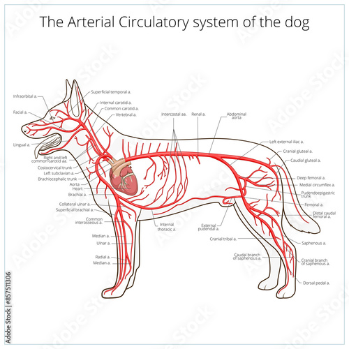 Arterial circulatory system of the dog medical veterinary science educational PNG illustration photo