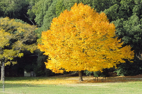 yellow tree