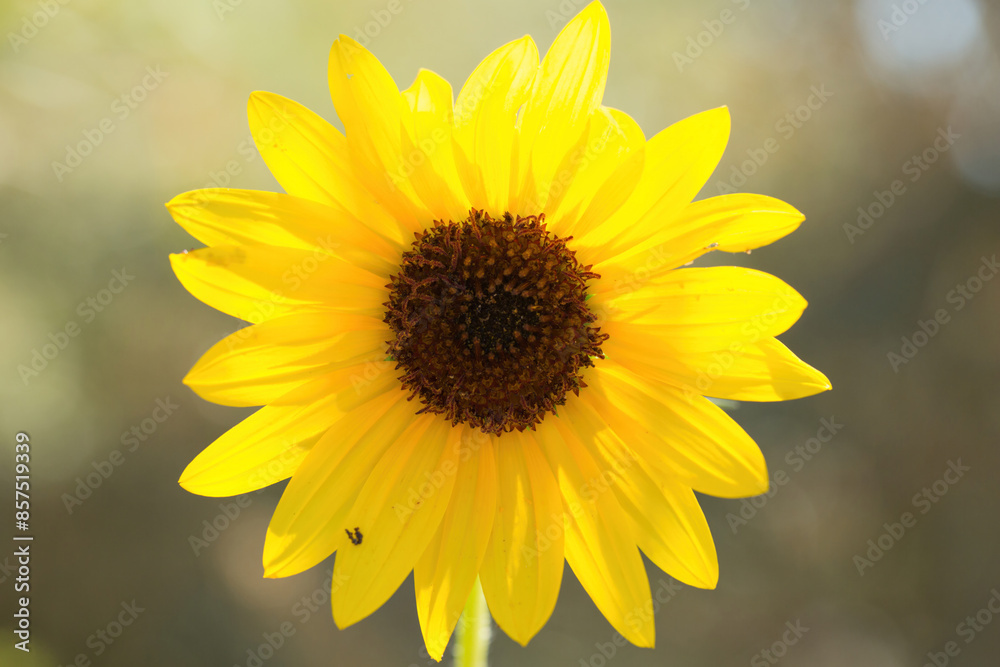 Bright Yellow Sunflower Blooming in Sunlight with Soft Focus Background Bright Yellow Sunflower Blooming in Sunlight with Soft Focus Background