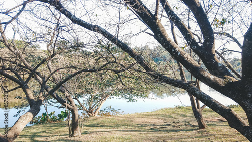 Ibirapuera Park on a beautiful day. Urban park.