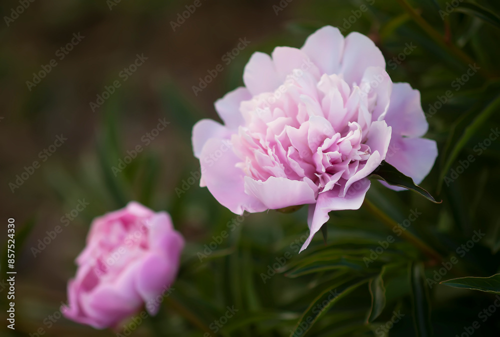 Pink peony flowers. Summer garden plants in flowering season. Pink peony flowers. Summer garden plants in flowering season.