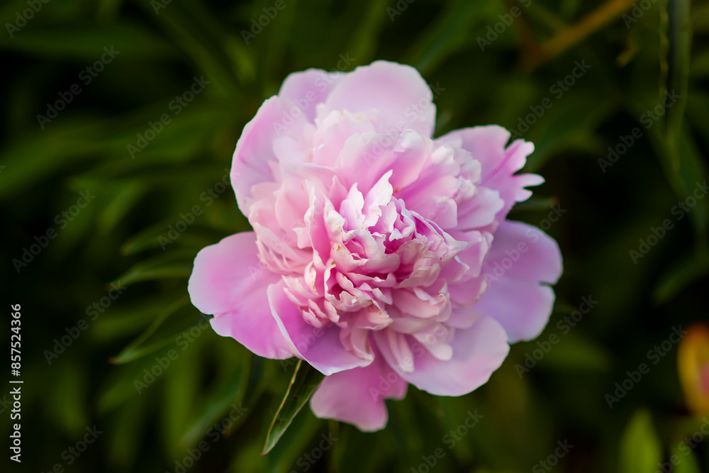 Pink peony flowers. Summer garden plants in flowering season. Pink peony flowers. Summer garden plants in flowering season.