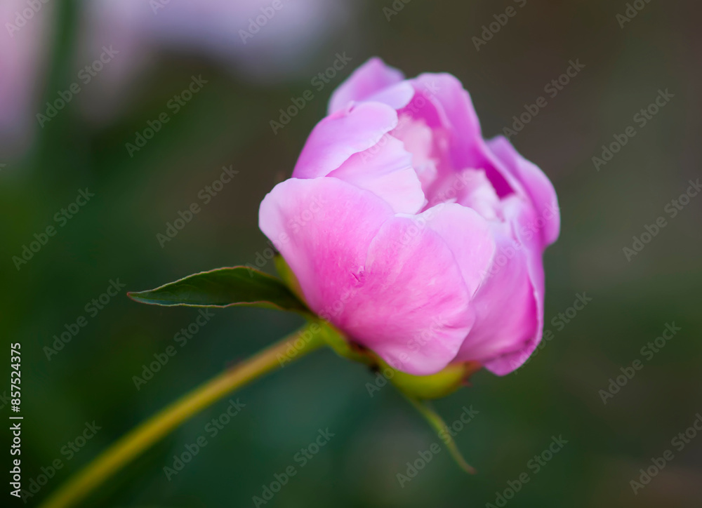 Pink peony flowers. Summer garden plants in flowering season. Pink peony flowers. Summer garden plants in flowering season.