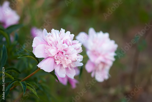 Pink peony flowers. Summer garden plants in flowering season.