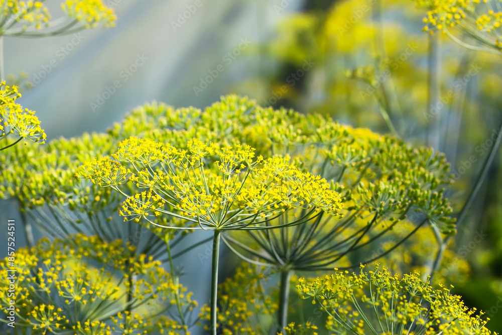 Fototapeta premium Dill aromatic fresh herbs grow in greenhouse. Vegetarian homegrown food ingredients.