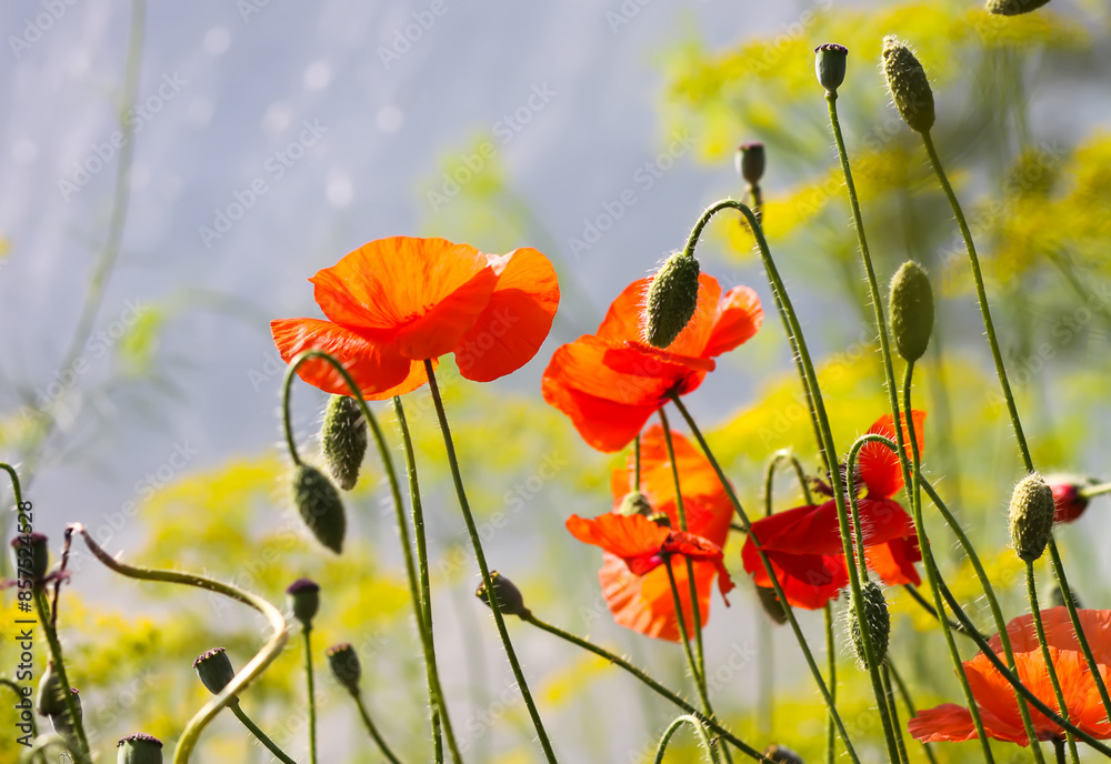 Obraz premium Red poppy flowers. Remembrance or armistice day symbol. Garden plants. Wildflowers.