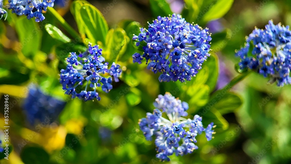 Blue flowers close-up, green background Blue flowers close-up, green background