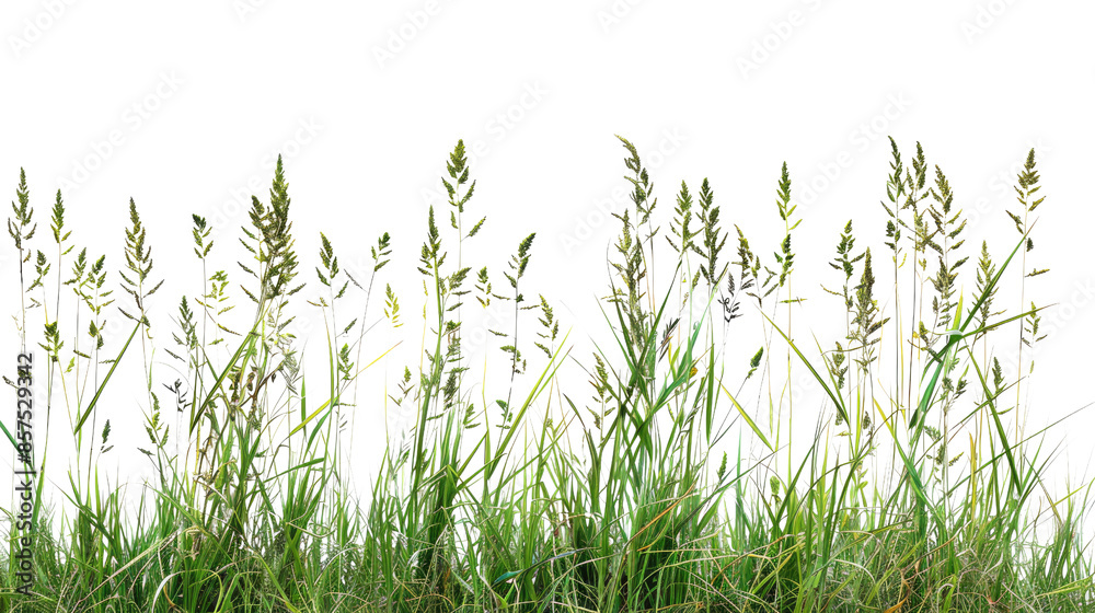 Tall meadow grass on a transparent background Tall meadow grass on a transparent background