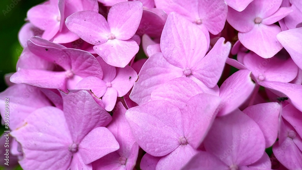 petals of small pink flowers close-up, color background petals of small pink flowers close-up, color background