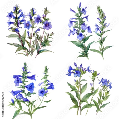 Collection of Watercolor blue lobelia flowers illustration On White Background
