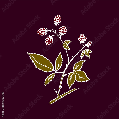 Hand drawn illustration with blackberry. Stylized picture of flowering branch with leaves and berries in sketchy style. Colorful outline icon on dark background.