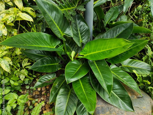 Philodendron erubescens  is a species of flowering plant in the family Araceae, native to Colombia photo