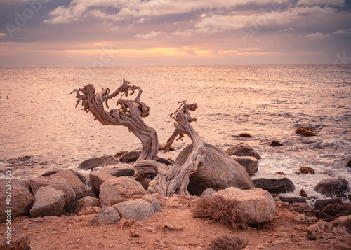 Travel landscape at Arashi Beach Aruba with ocean, rocks and twisted windswept tree photo