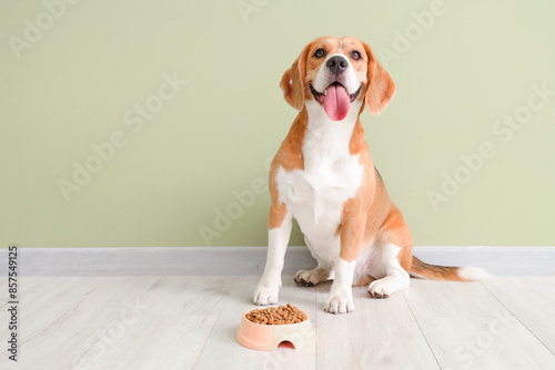 Adorable Beagle dog sitting with bowl of dry food near green wall at home photo