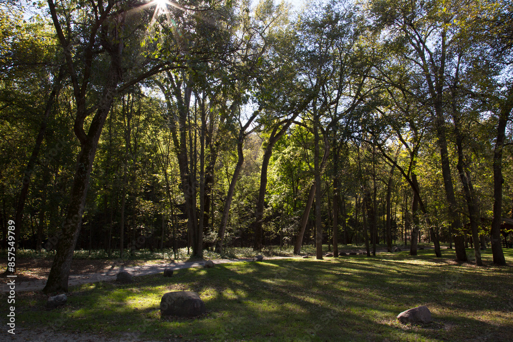 Beautiful Golden Sunlight Shining Through Trees in a Park