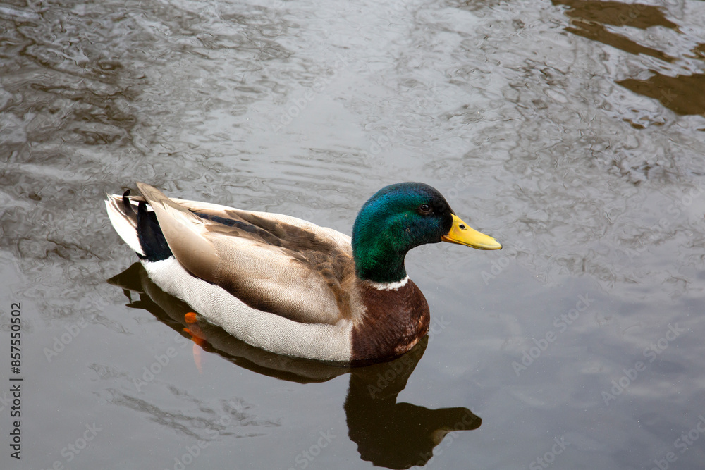 Male Mallard Duck Swimming in Pond in the Springtime at the Park Male Mallard Duck Swimming in Pond in the Springtime at the Park