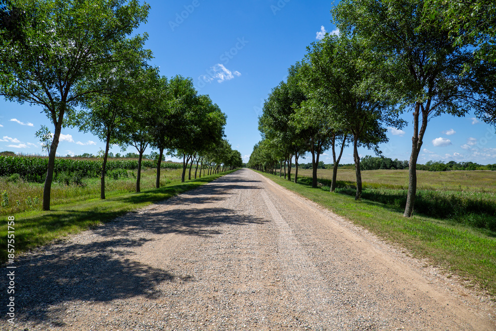 Scenic Gravel Road Pathway Through Rows of Trees Amidst Cornfields - Rustic Countryside Charm on a Blue Sky Sunny Day Scenic Gravel Road Pathway Through Rows of Trees Amidst Cornfields - Rustic Countryside Charm on a Blue Sky Sunny Day