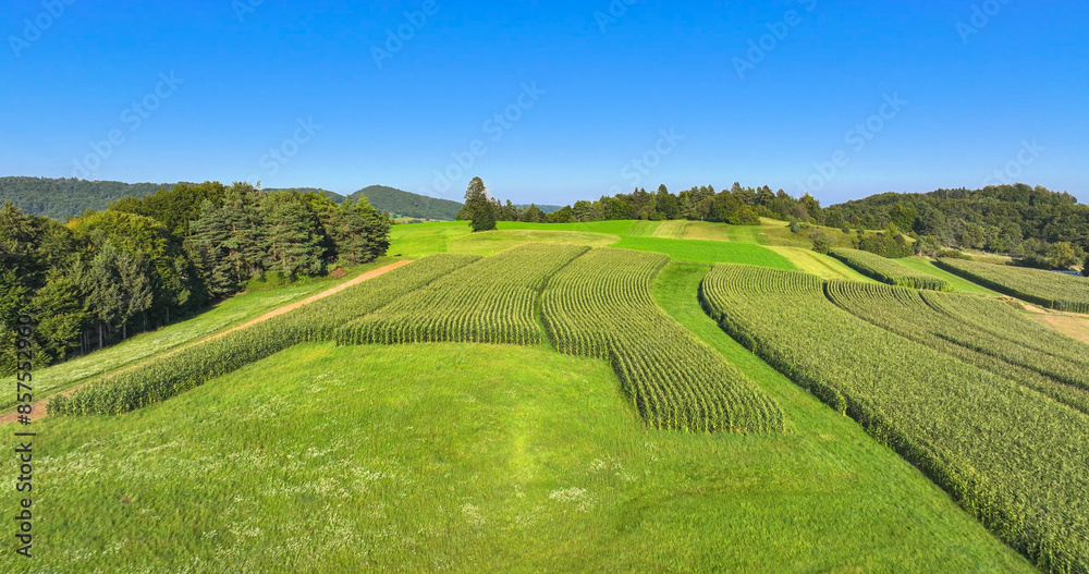 AERIAL: Green cornfields among meadows and lush forests of the hilly countryside AERIAL: Green cornfields among meadows and lush forests of the hilly countryside