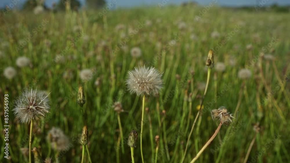 Close-up of dandelion seed heads in a grassy field on a sunny day in puglia, southern italy, capturing the delicate detail of the fluffy seeds against a lush green background. Close-up of dandelion seed heads in a grassy field on a sunny day in puglia, southern italy, capturing the delicate detail of the fluffy seeds against a lush green background.