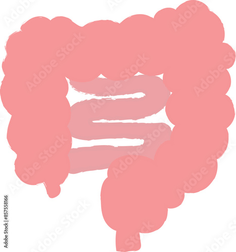 シンプルな小腸・大腸のイラスト　手描き風
